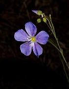Linum lewisii 18-9336